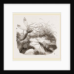 Crane Flies by Anonymous