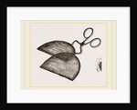 Ring-Net and Forceps by Anonymous