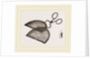 Ring-Net and Forceps by Anonymous