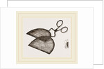 Ring-Net and Forceps by Anonymous