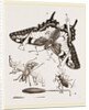 Mode of Setting out Insects by Anonymous