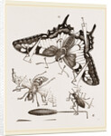 Mode of Setting out Insects by Anonymous