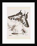 Mode of Setting out Insects by Anonymous