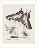 Mode of Setting out Insects by Anonymous