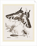 Mode of Setting out Insects by Anonymous