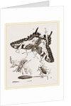 Mode of Setting out Insects by Anonymous