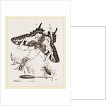 Mode of Setting out Insects by Anonymous
