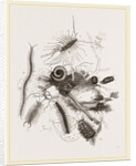 Group of Centipedes by Anonymous