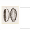Sea-Mouse by Anonymous