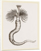 Serpula contortuplicata by Anonymous