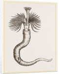 Serpula contortuplicata by Anonymous