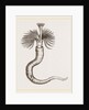 Serpula contortuplicata by Anonymous