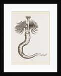 Serpula contortuplicata by Anonymous