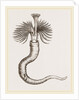 Serpula contortuplicata by Anonymous