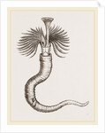 Serpula contortuplicata by Anonymous