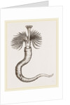 Serpula contortuplicata by Anonymous