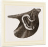 Vermilia triquetra by Anonymous