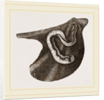 Vermilia triquetra by Anonymous