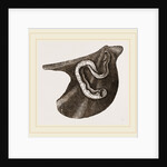 Vermilia triquetra by Anonymous