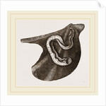Vermilia triquetra by Anonymous