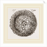 Euryale scutata by Anonymous