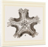 Euryale costosa by Anonymous