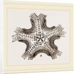 Euryale costosa by Anonymous