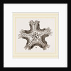 Euryale costosa by Anonymous