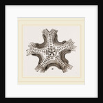Euryale costosa by Anonymous