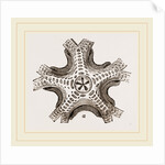 Euryale costosa by Anonymous