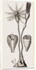 Apiocrinites rotundas by Anonymous