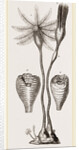 Apiocrinites rotundas by Anonymous