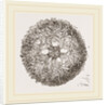 Euryale scutata by Anonymous