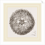 Euryale scutata by Anonymous