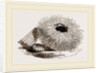 Echinus esculentus by Anonymous
