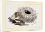 Echinus esculentus by Anonymous
