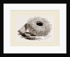 Echinus esculentus by Anonymous