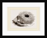 Echinus esculentus by Anonymous