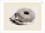 Echinus esculentus by Anonymous