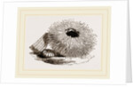 Echinus esculentus by Anonymous