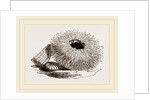 Echinus esculentus by Anonymous