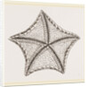 Asterias tessellata by Anonymous