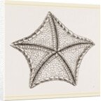 Asterias tessellata by Anonymous