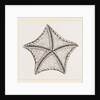 Asterias tessellata by Anonymous
