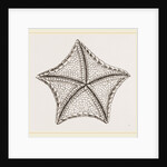 Asterias tessellata by Anonymous