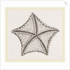 Asterias tessellata by Anonymous