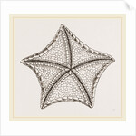 Asterias tessellata by Anonymous