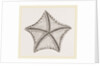 Asterias tessellata by Anonymous