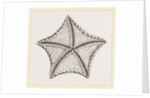Asterias tessellata by Anonymous