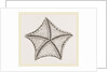 Asterias tessellata by Anonymous